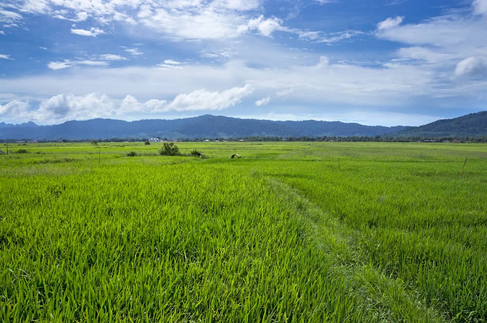 Panorama view of paddy field in Langkawi Malaysia
