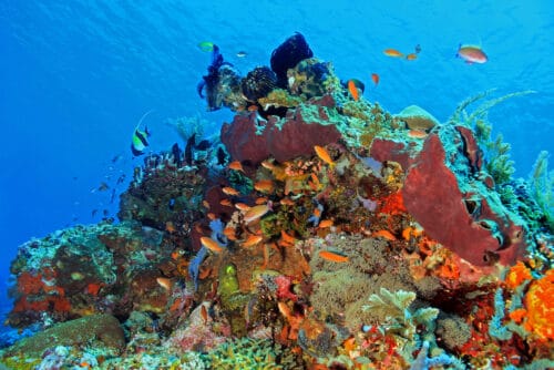 The Best Diving Spots in Indonesia