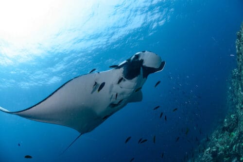 The Ultimate Diving Guide to Thailand