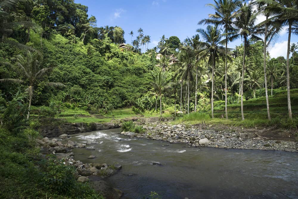 Sayan terraces with river, terraced ricefields, with palmtrees Ubud, Bali, Indonesia