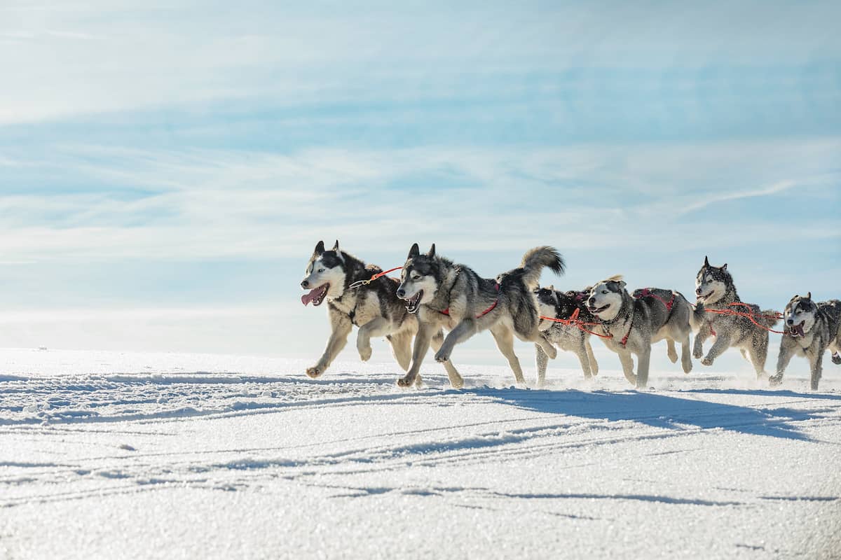 8 of the Best Husky Safari Tours in Rovaniemi 2024