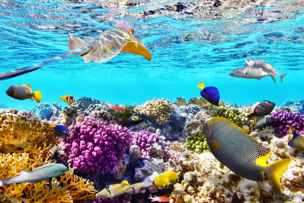 9 of the Best Great Barrier Reef tours from Cairns 2024