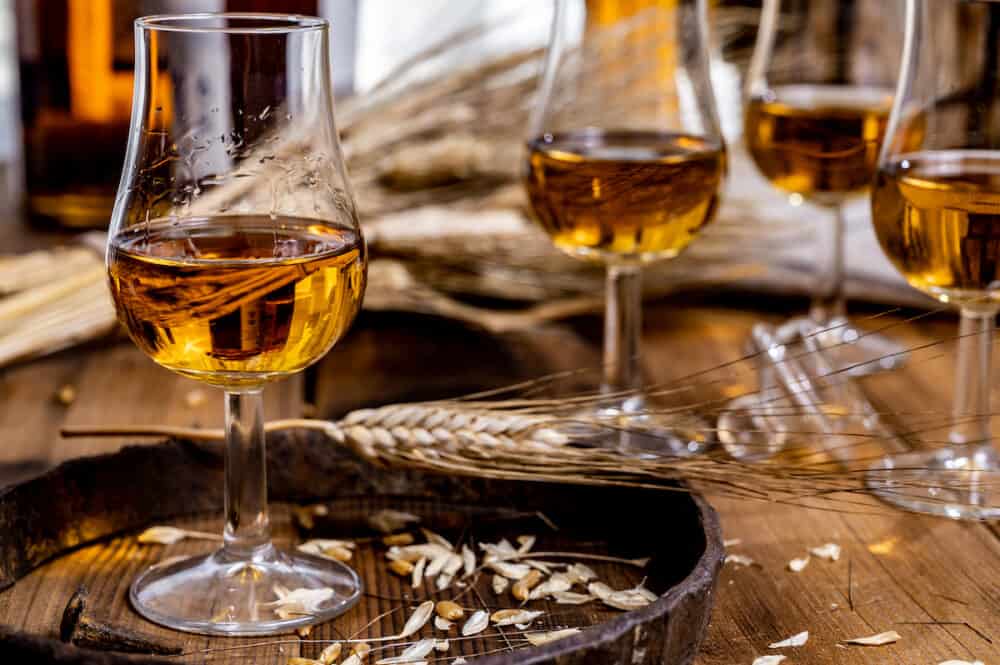 Tasting glasses with aged Scotch whisky or american bourbon on old dark wooden vintage table with barley grains