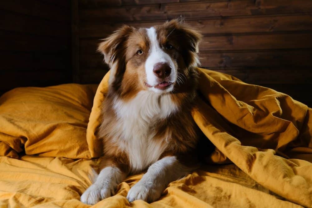 Happy puppy aussie is lying on yellow bedding in bed at home. Animals behave like people concept. Hotel and rest with pet. Young Australian Shepherd covered with blanket.
