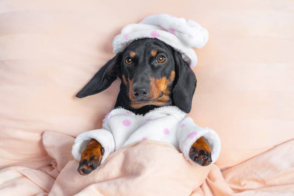 Lovely dachshund puppy in cute soft pajamas with cap is lying in bed under warm blanket, just waking up or going to sleep, top view. Home clothes for pets.