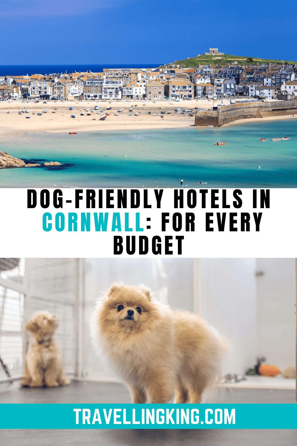 Best Dog-Friendly Hotels in Cornwall: A Guide for Every Budget