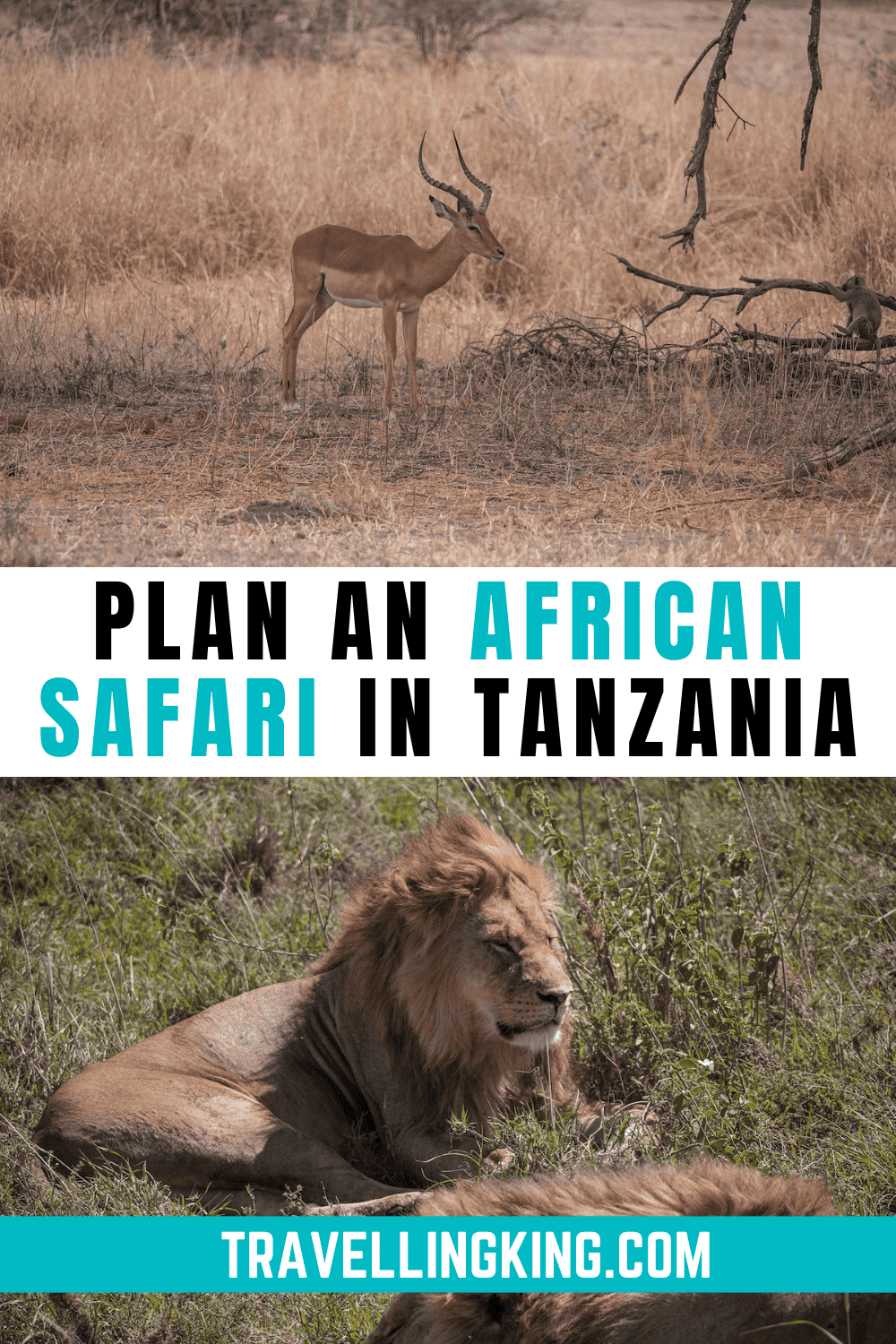 Guide to Planning an African Safari in Tanzania