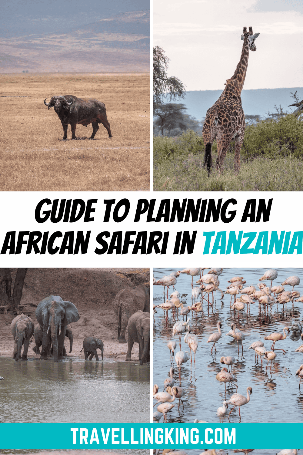 Guide to Planning an African Safari in Tanzania