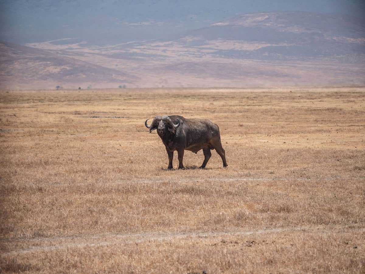buffalo ngorongoro crater tanzania