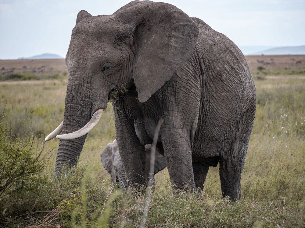 elephant serengeti tanzania