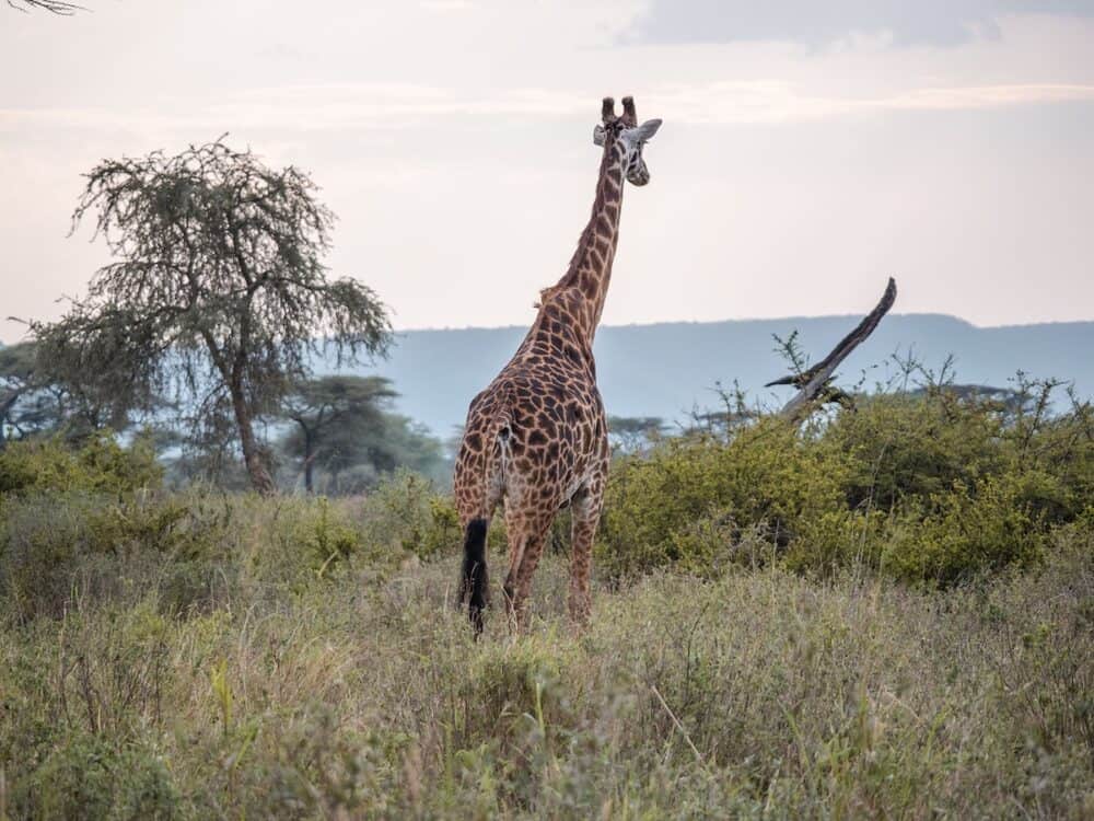 giraffe serengeti tanzania