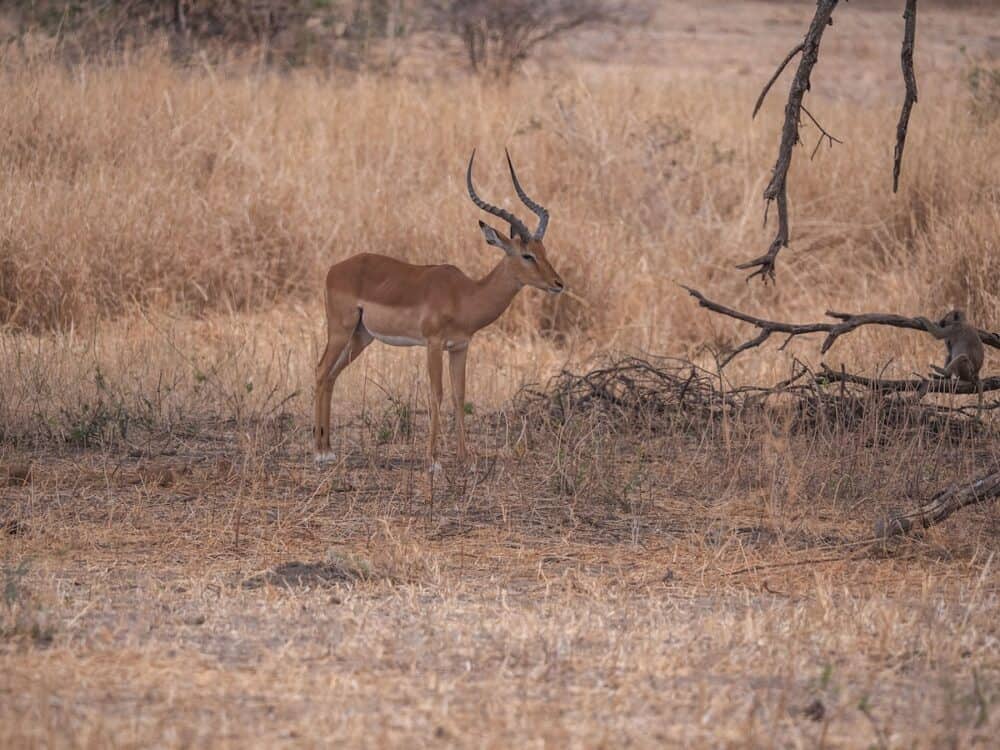 impala-tarangire-tanzania