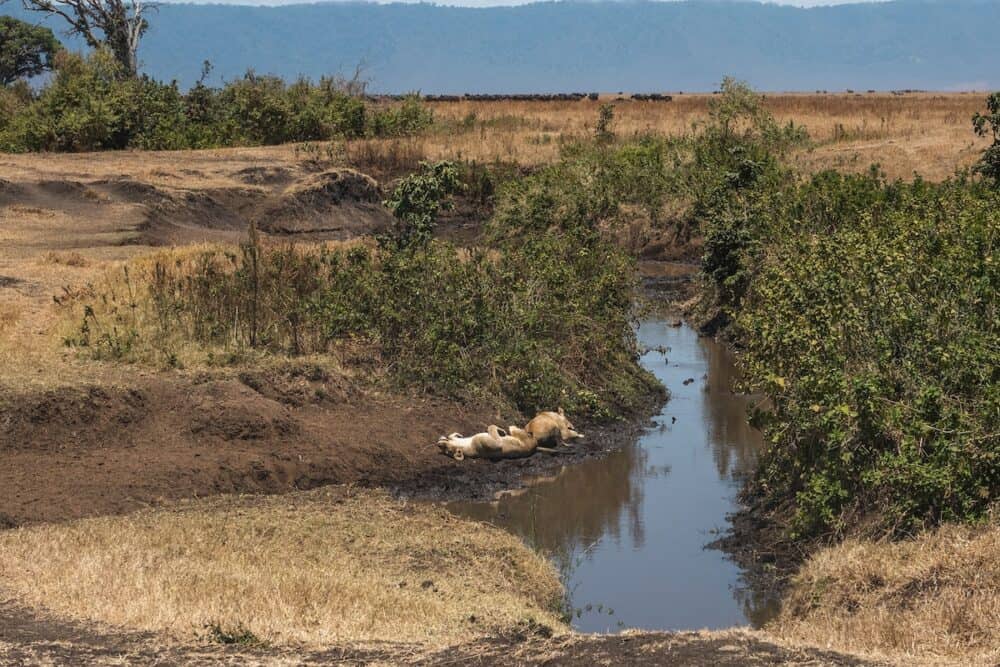 lions ngorongoro crater tanzania