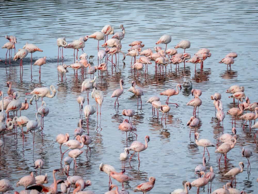 Lake Nakuru