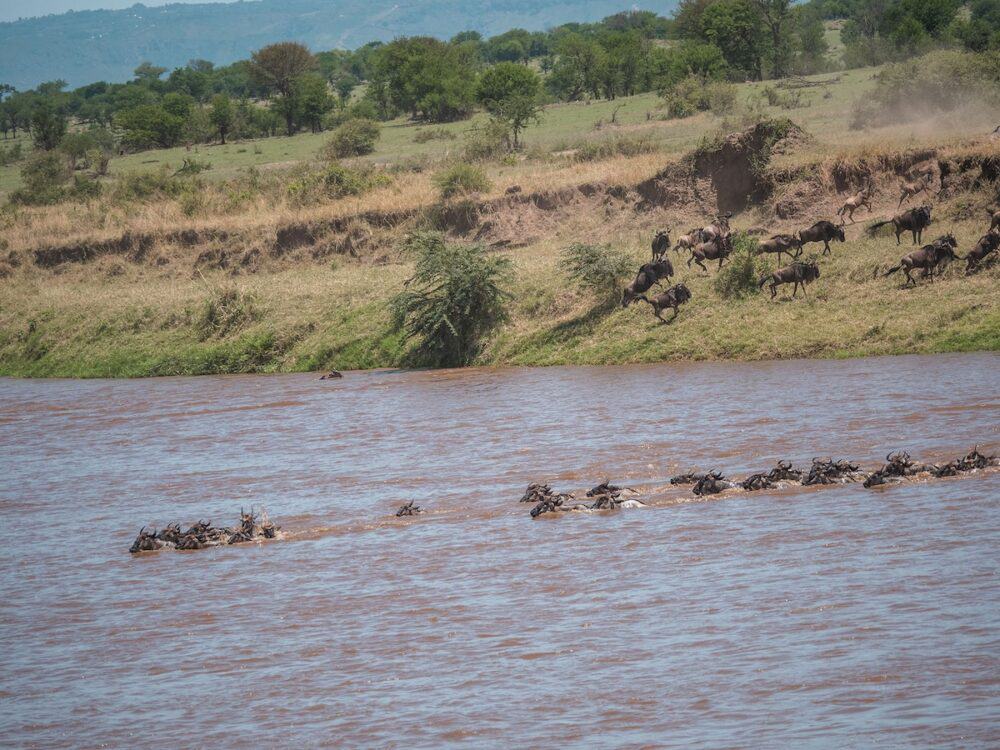 wildebeest great migration serengeti tanzania